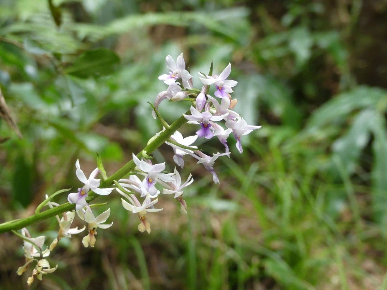 Calanthe silvatica 6