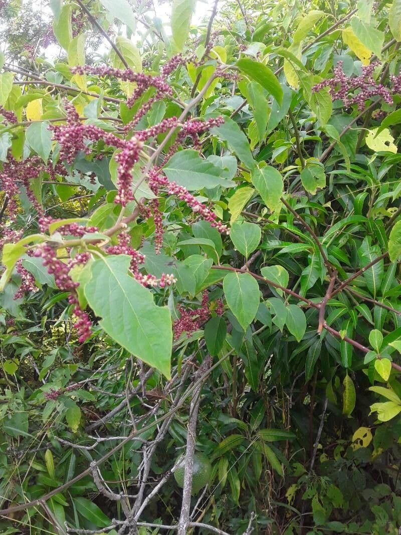 Chamissoa Altissima 2