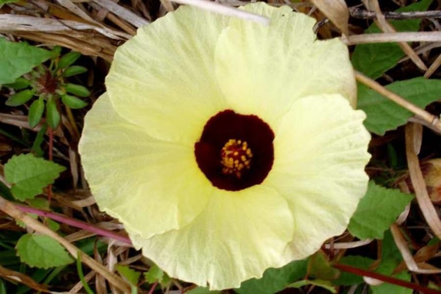 Ibisco 8