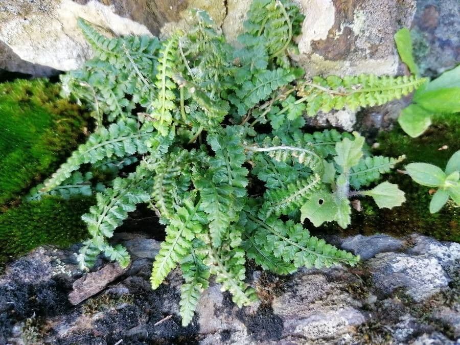 Asplenio verde 17