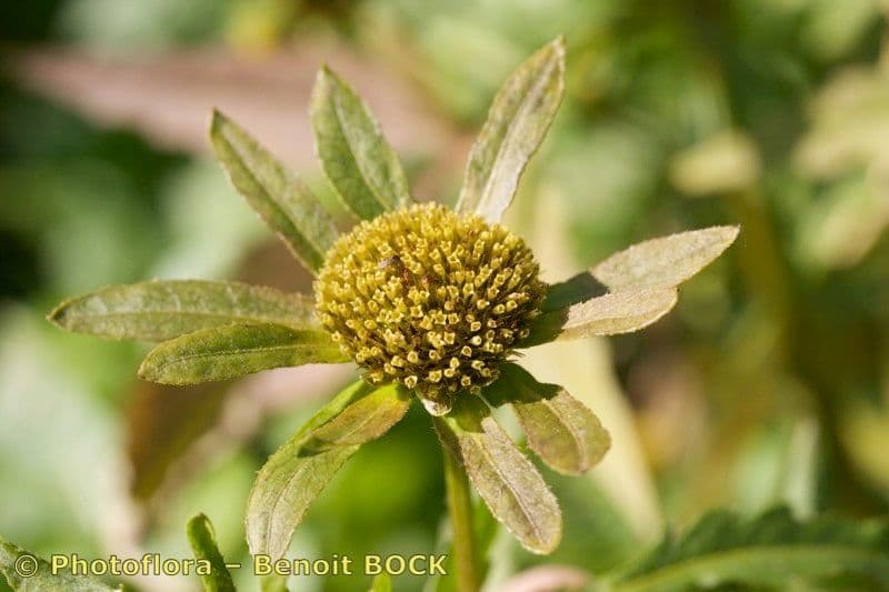 Bidens radiata 4