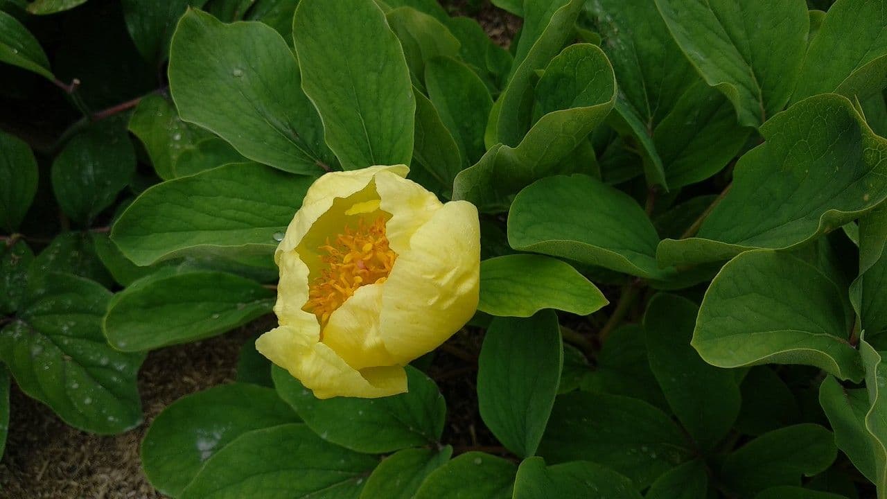 Peonia daurica 3