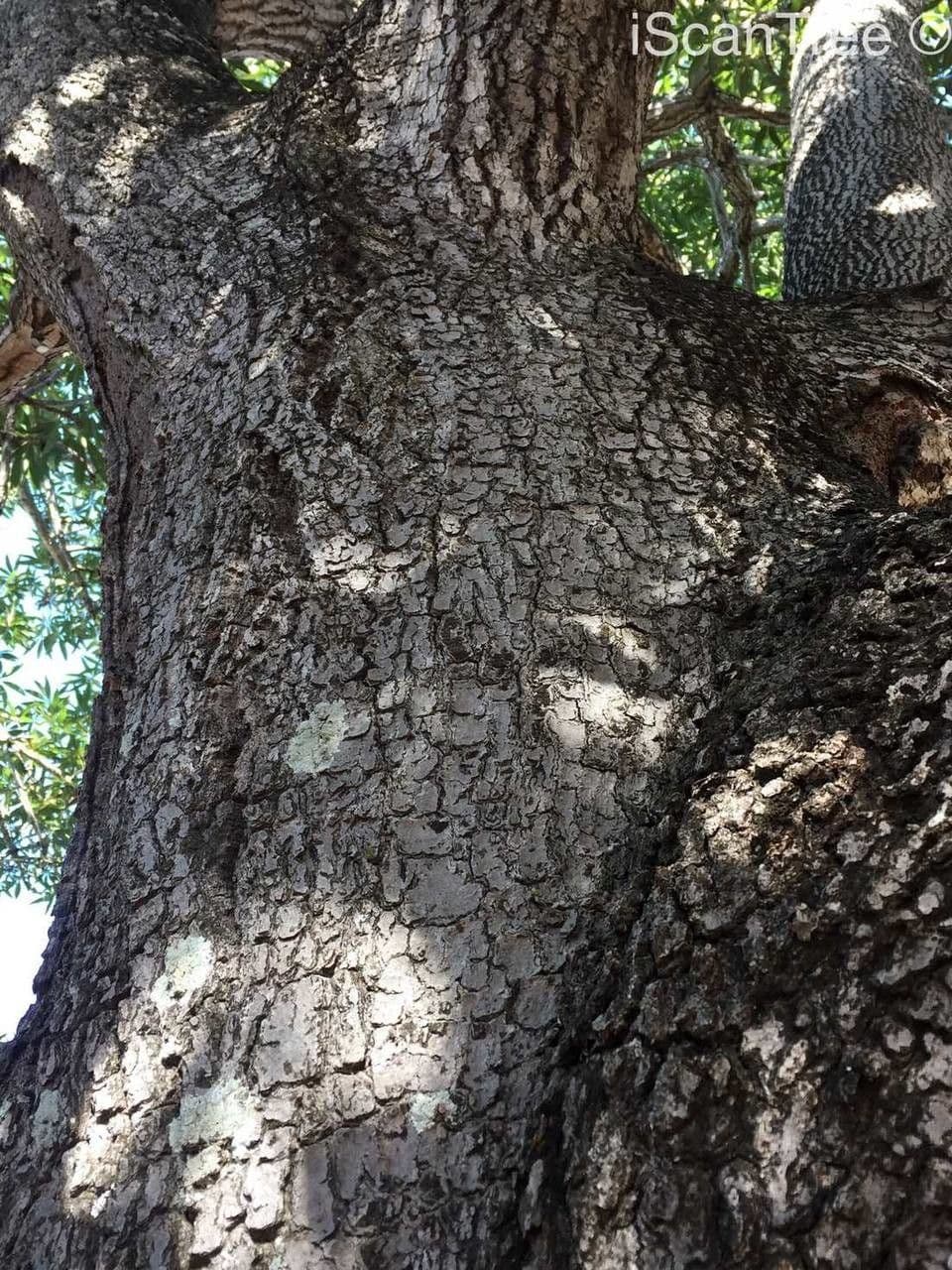 Sterculia 20