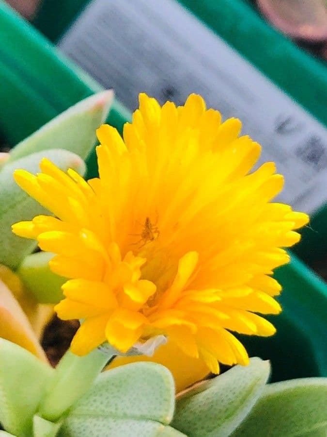 Cheiridopsis