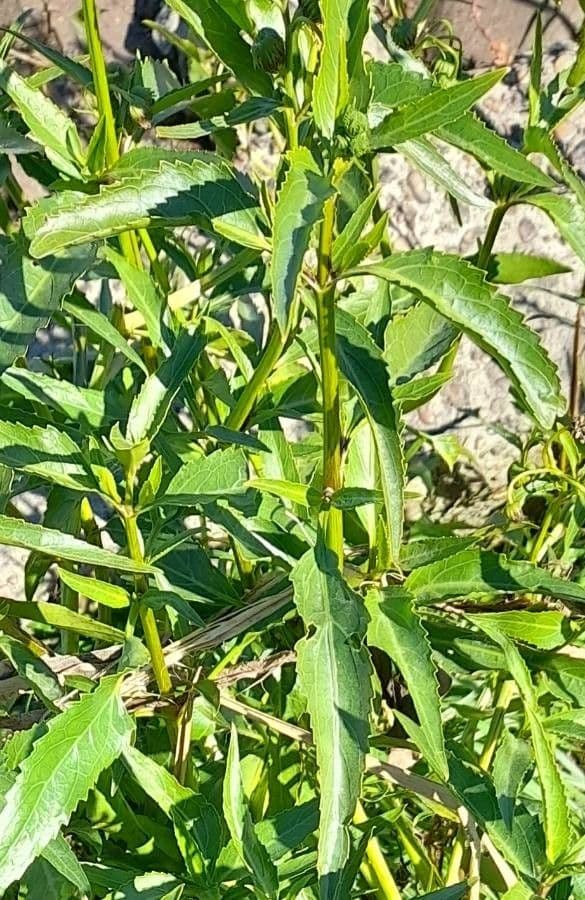 Gymnocoronis 9