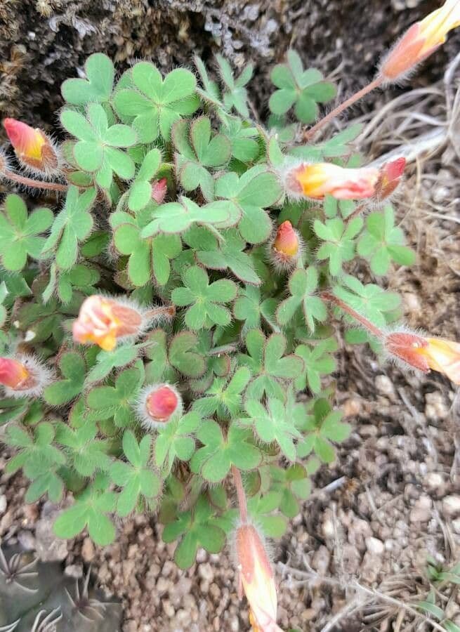 Oxalis conorrhiza 7