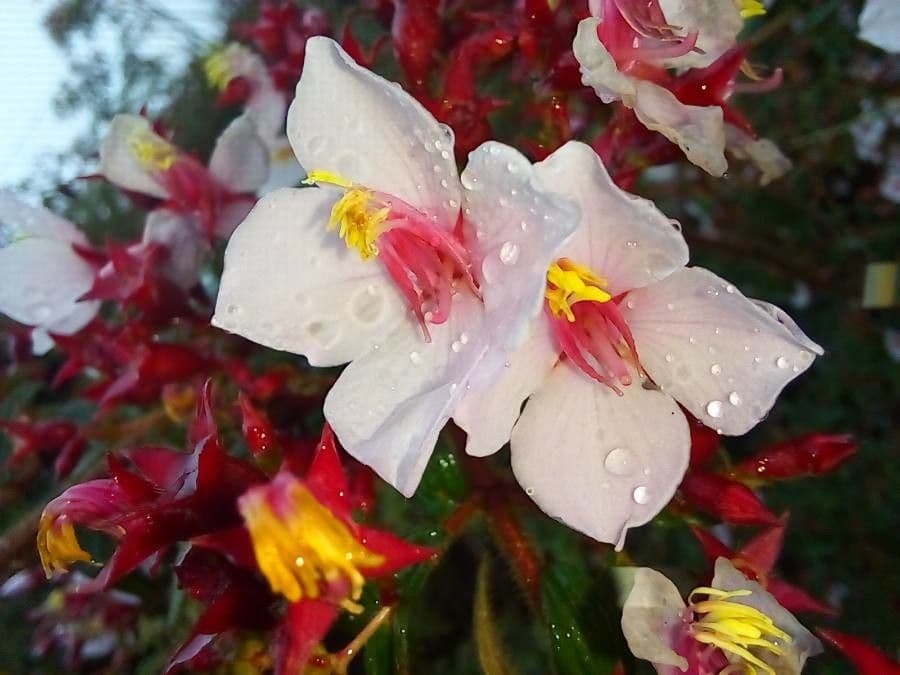 Monochaetum floribundum 3