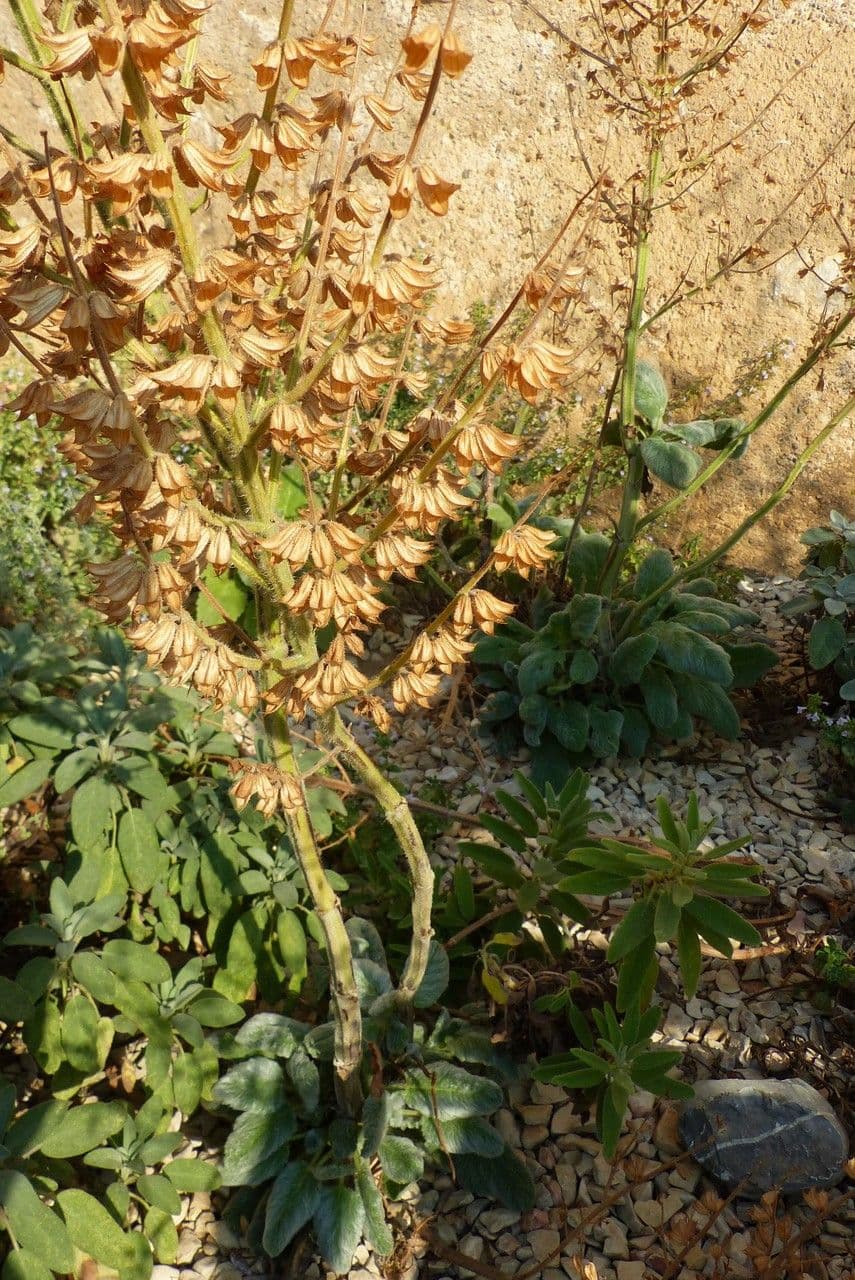 Salvia argentea 2