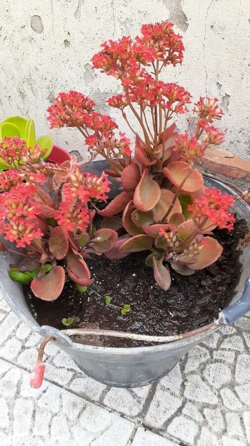 Kalanchoe 2