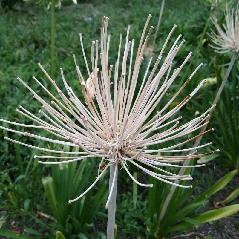 Aglio 22