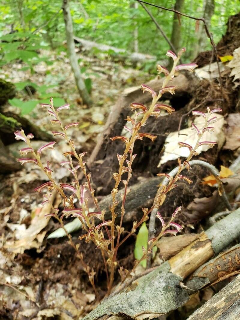 Epifagus virginiana 18