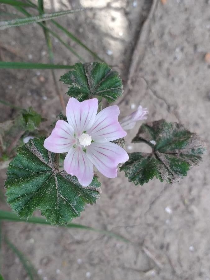 Malva domestica 8