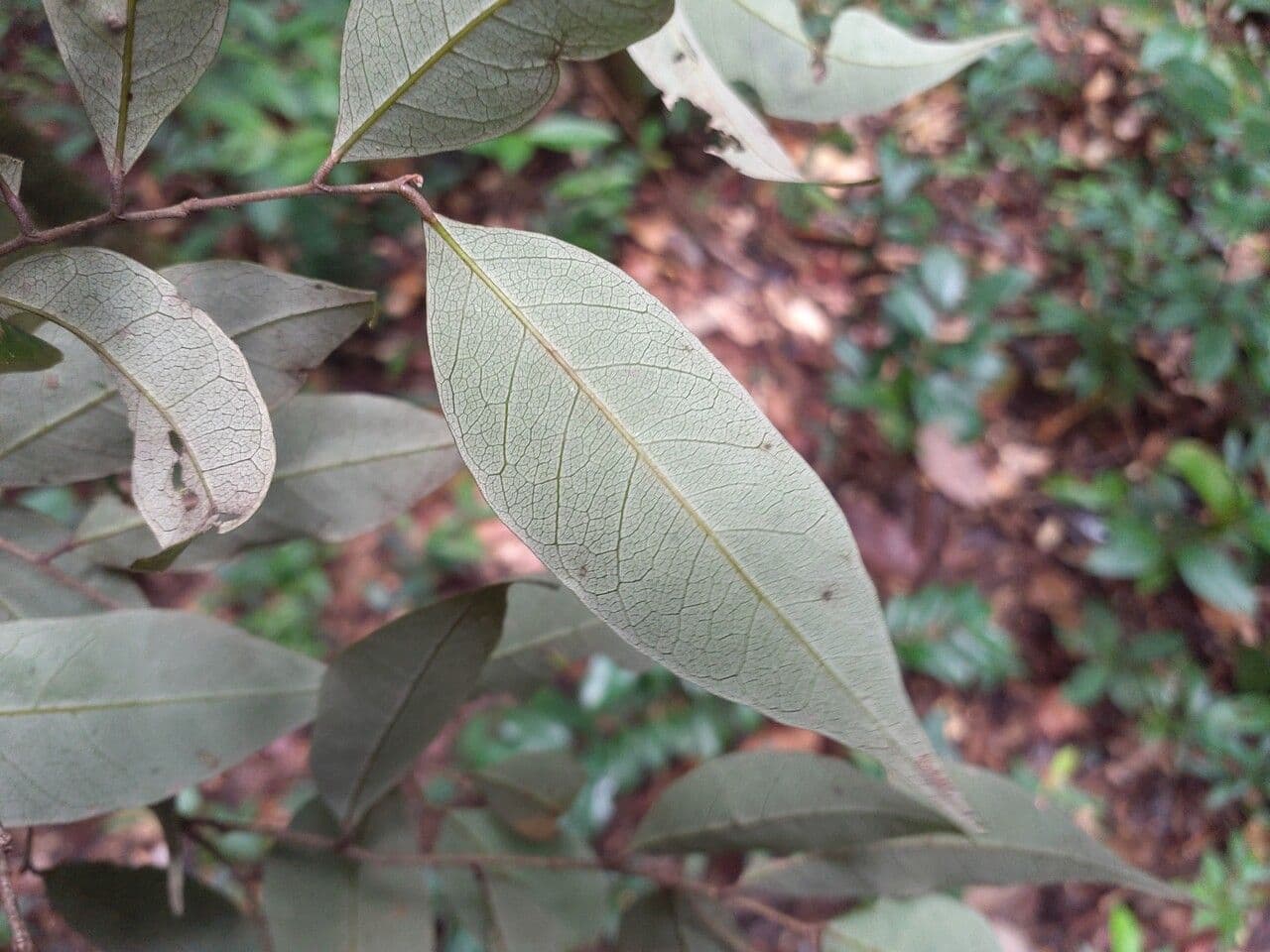 Licania 3