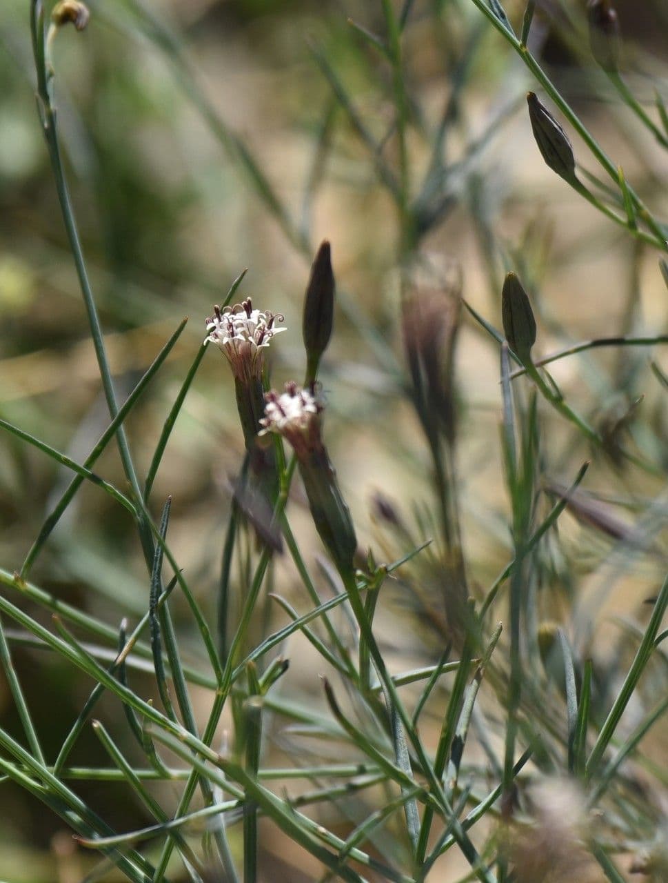 Porophyllum 6