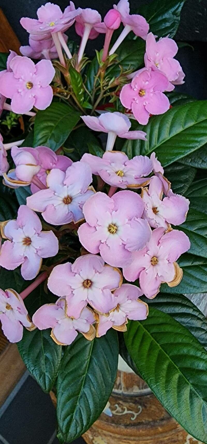 Luculia 2