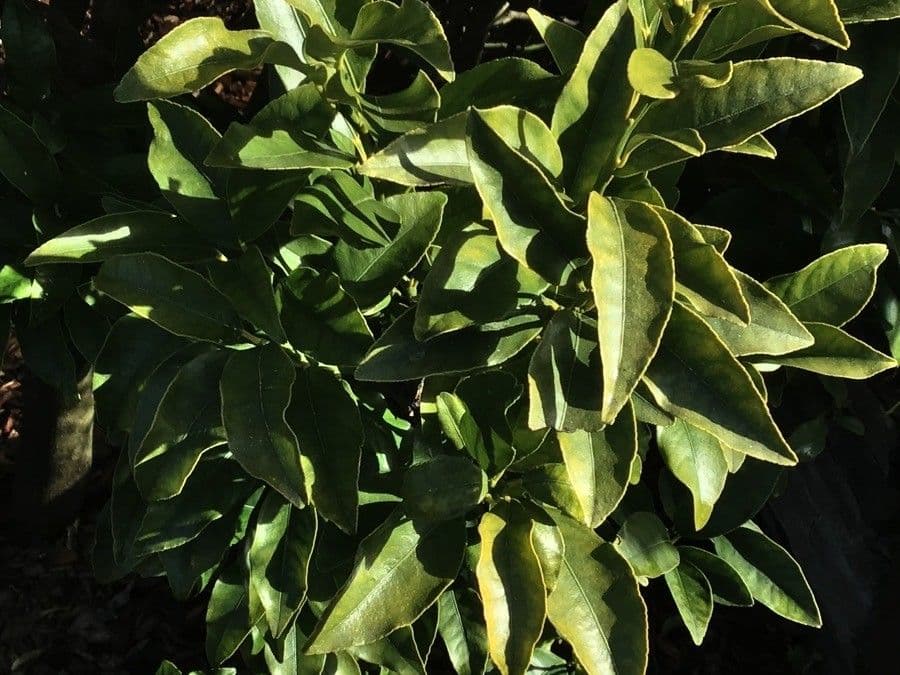 Kummerquats 13