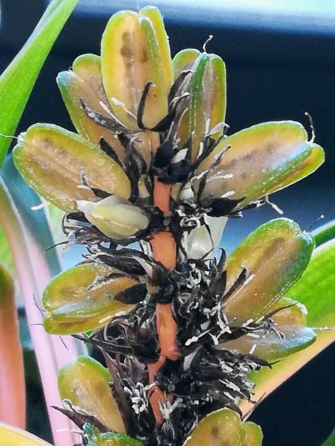 Chlorophytum 3