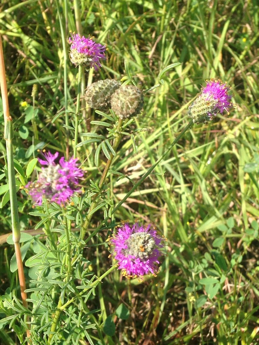 Dalea purpurea 7