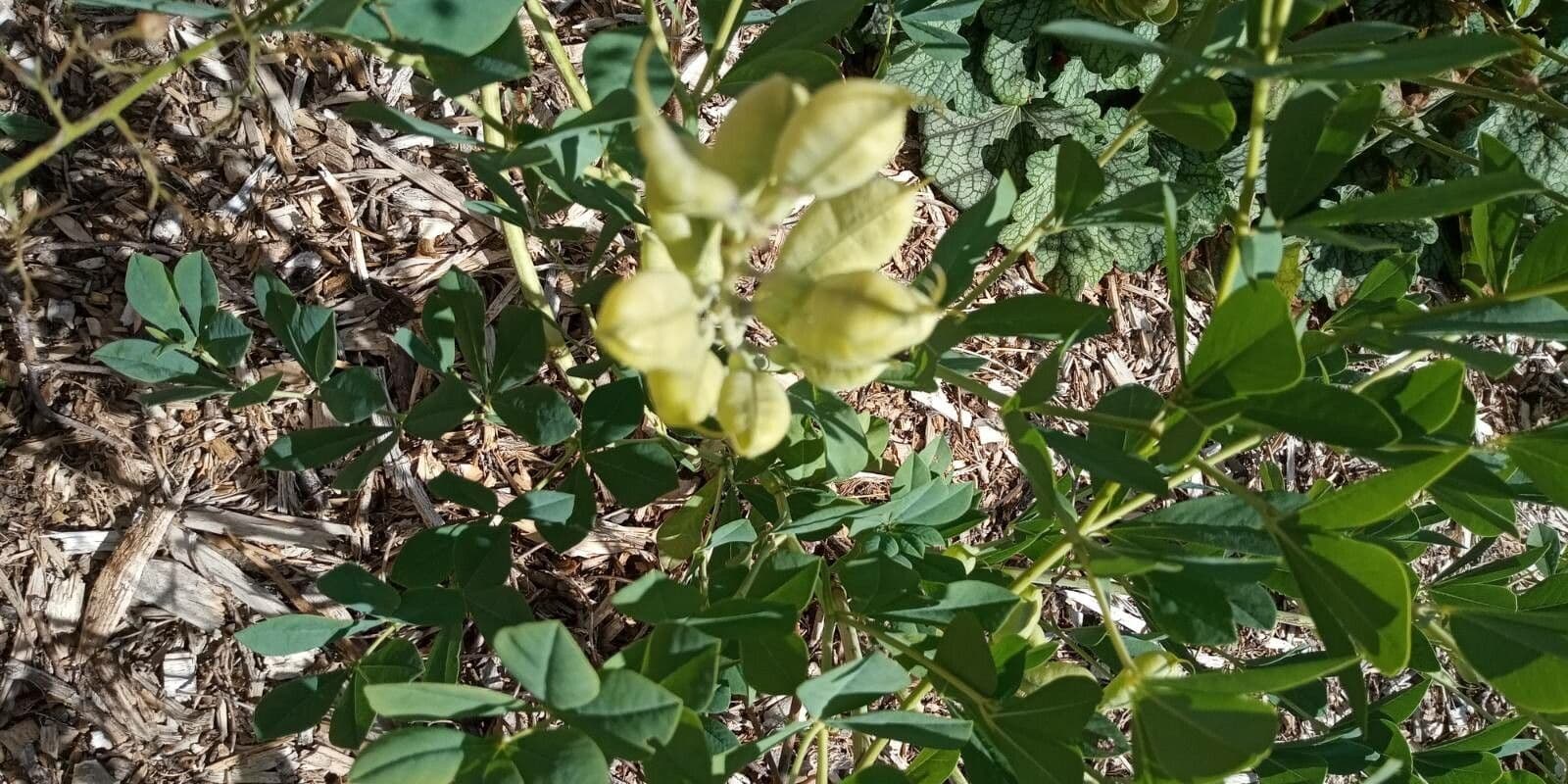 Baptisia 18