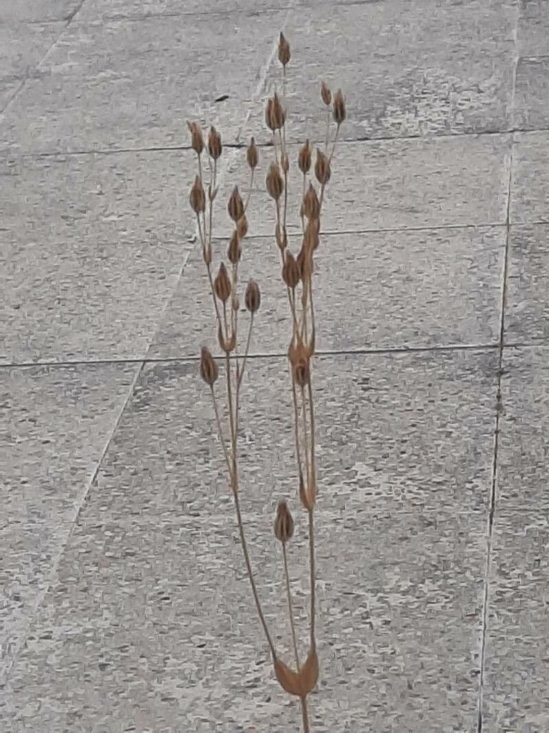 Centaura 2