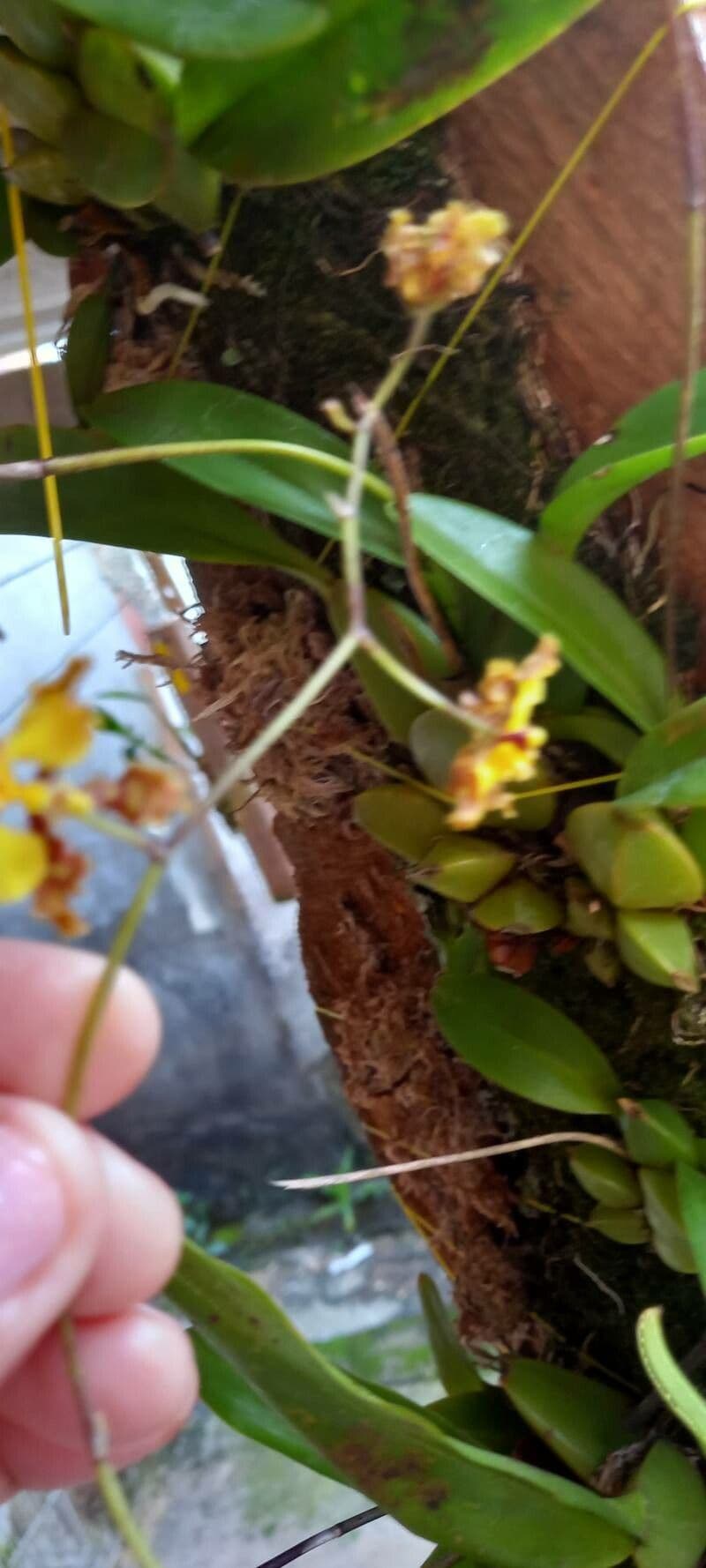 Psychopsis 5