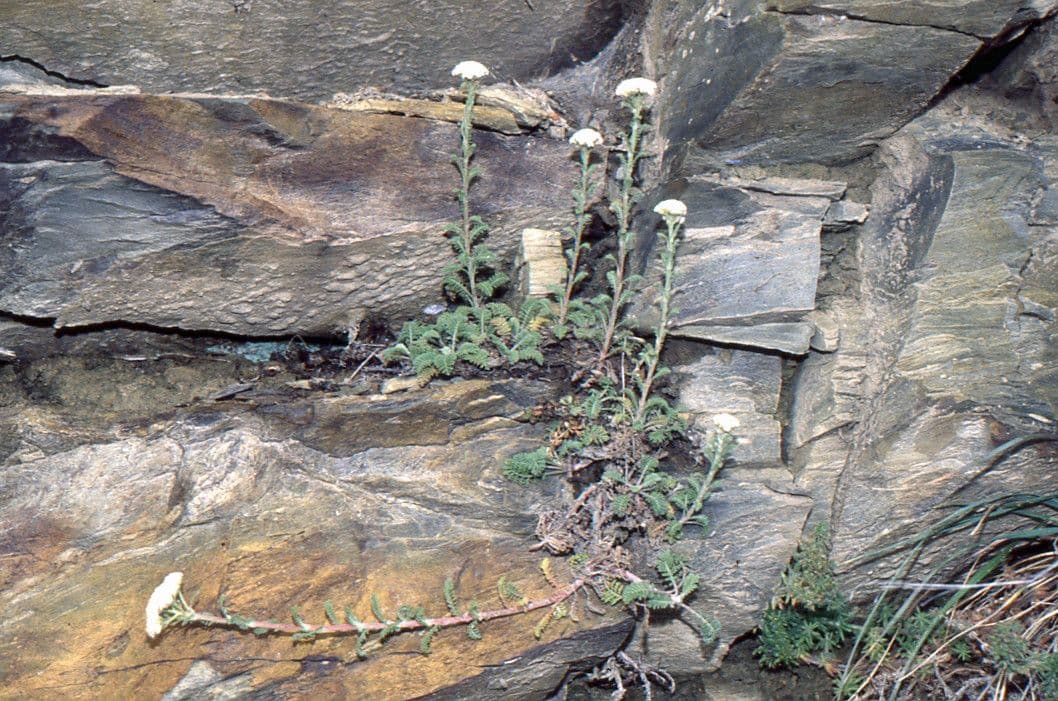 Achillea odorata 10