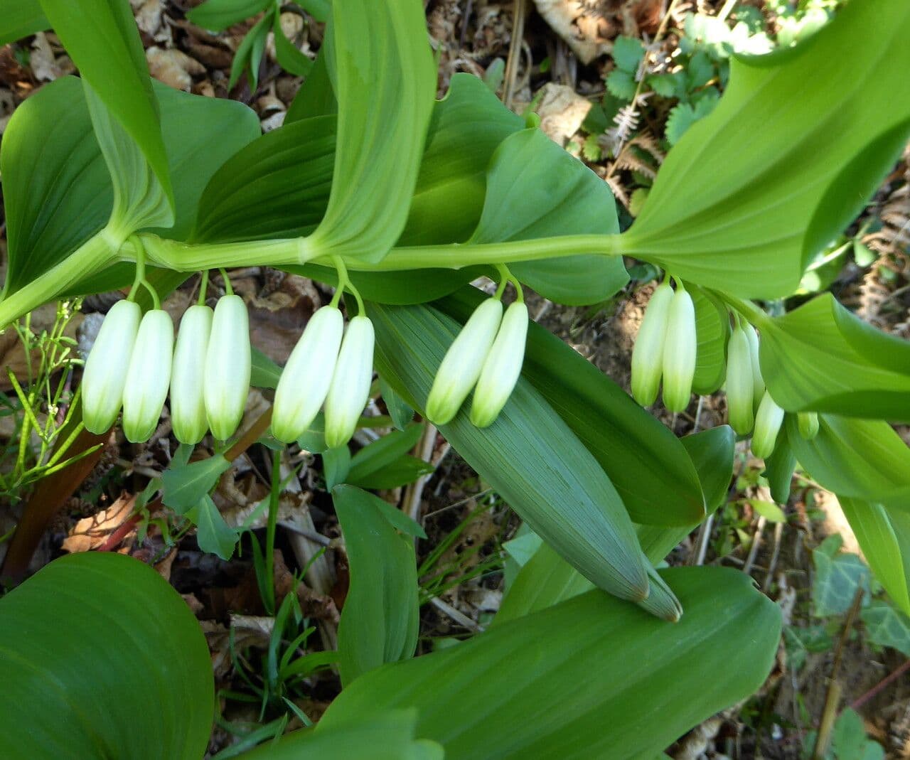 Echtes Salomonssiegel 22