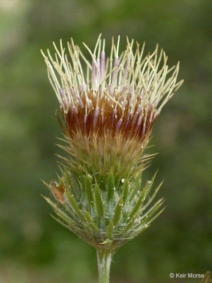 Sírovka