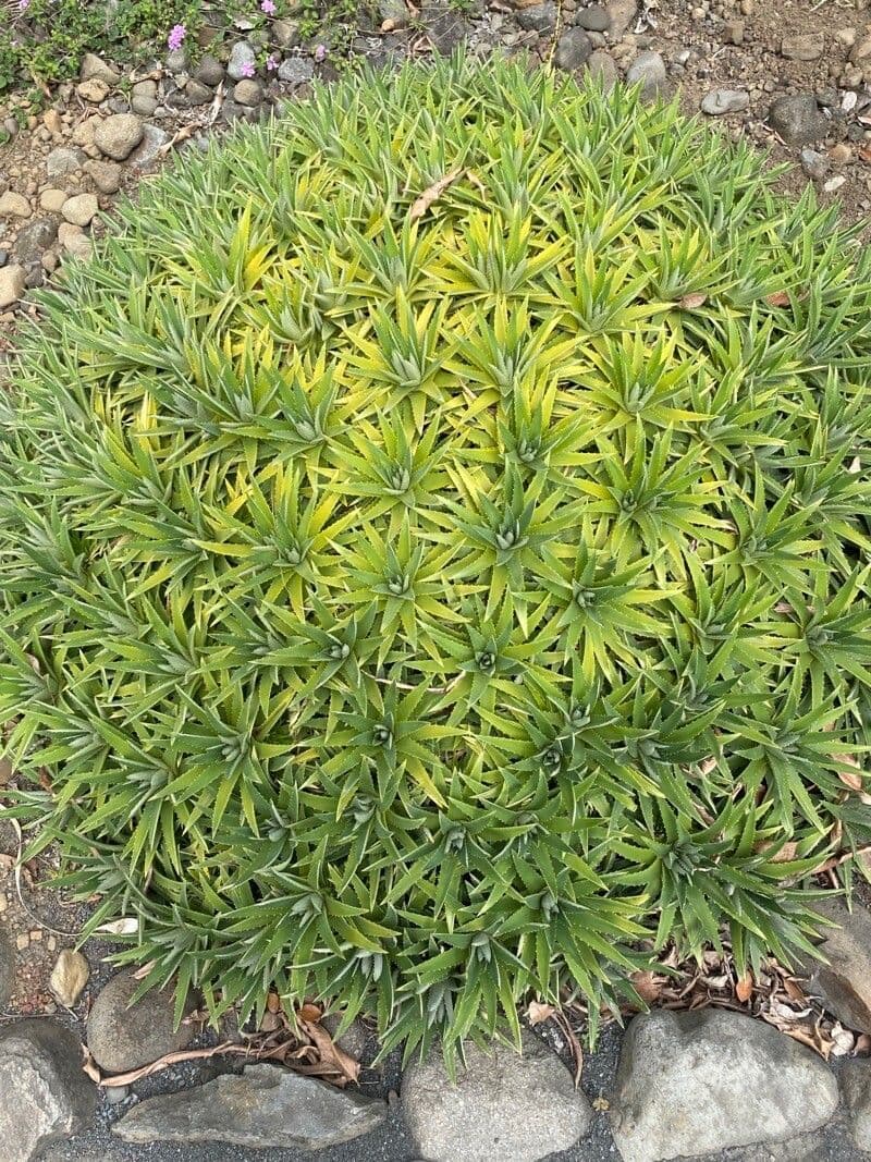 Azorella 12
