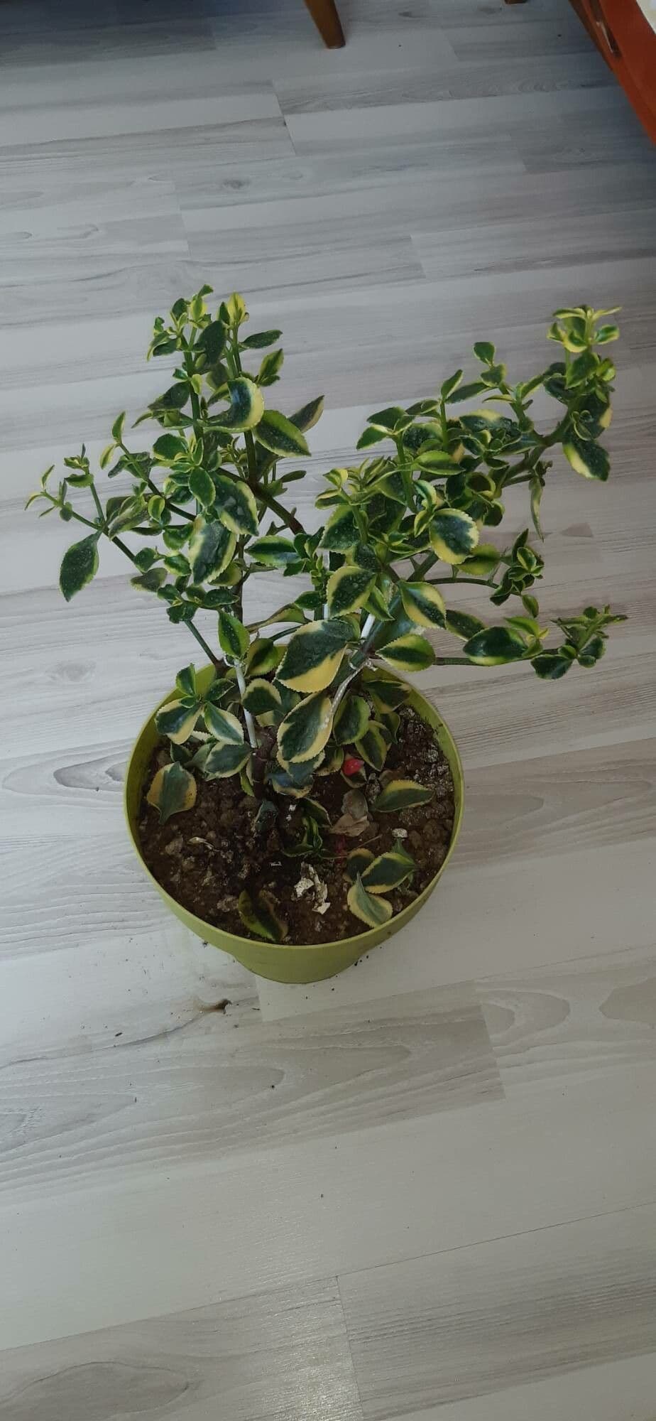Crassula 13