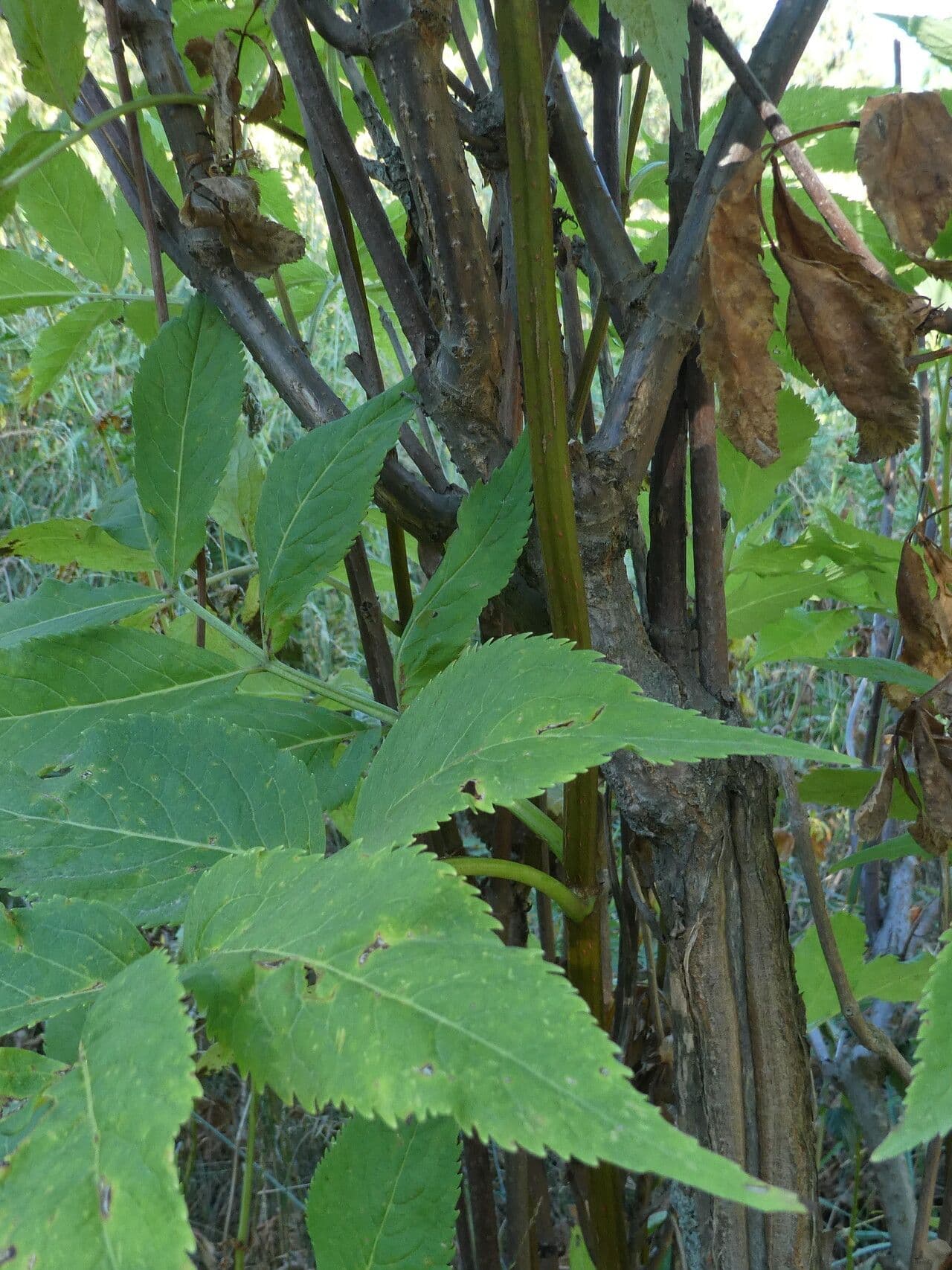Sambuco rosso 22