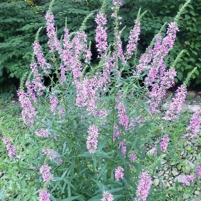 Salcerella 24