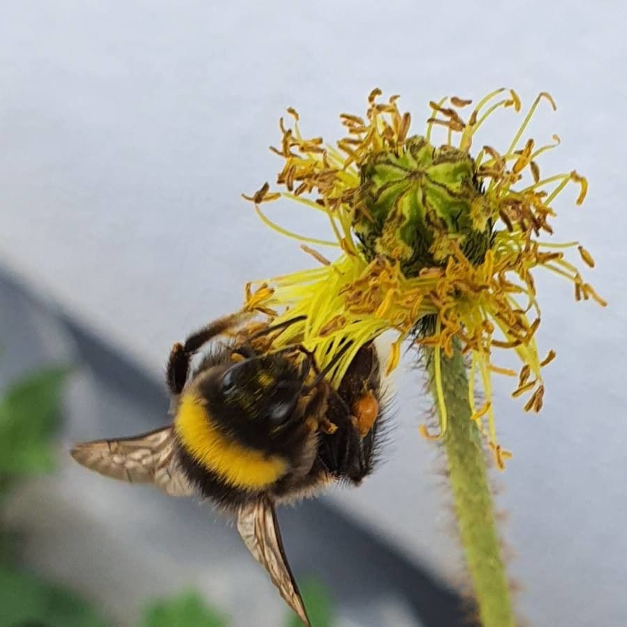 Mekonopsis