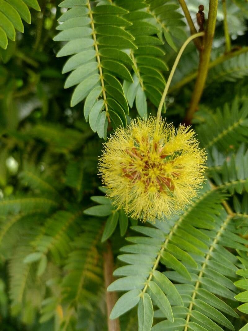 Cojoba