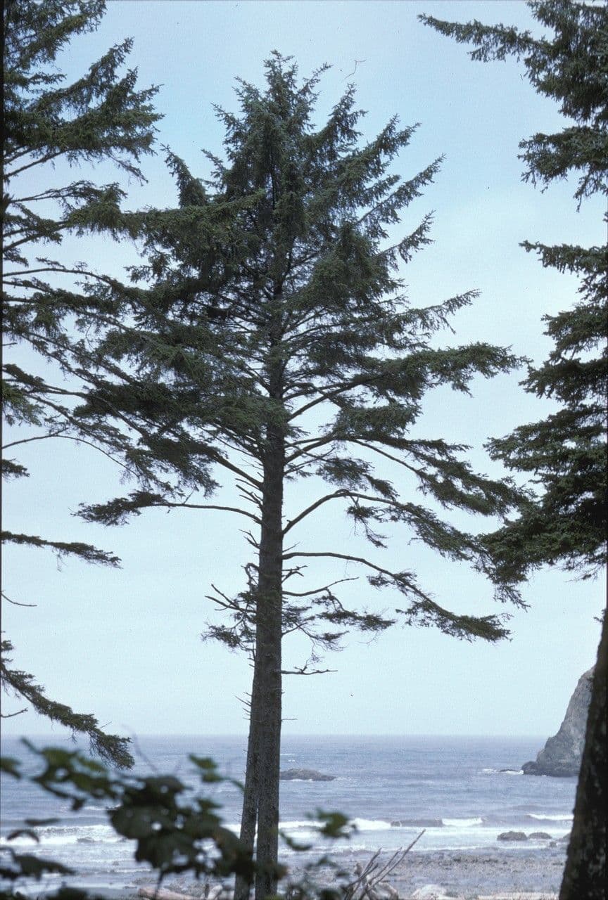Peccio di Sitka 13
