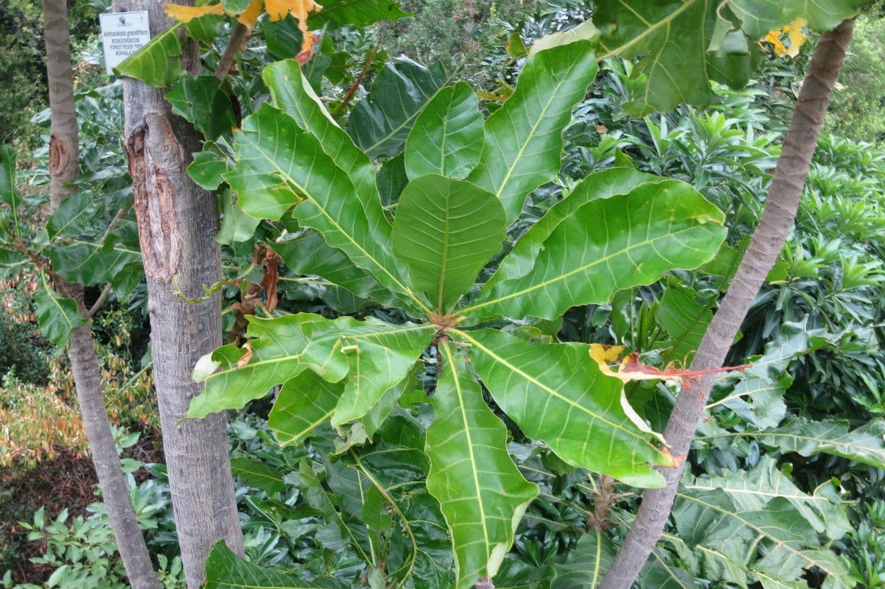 Forest big-leaf 24