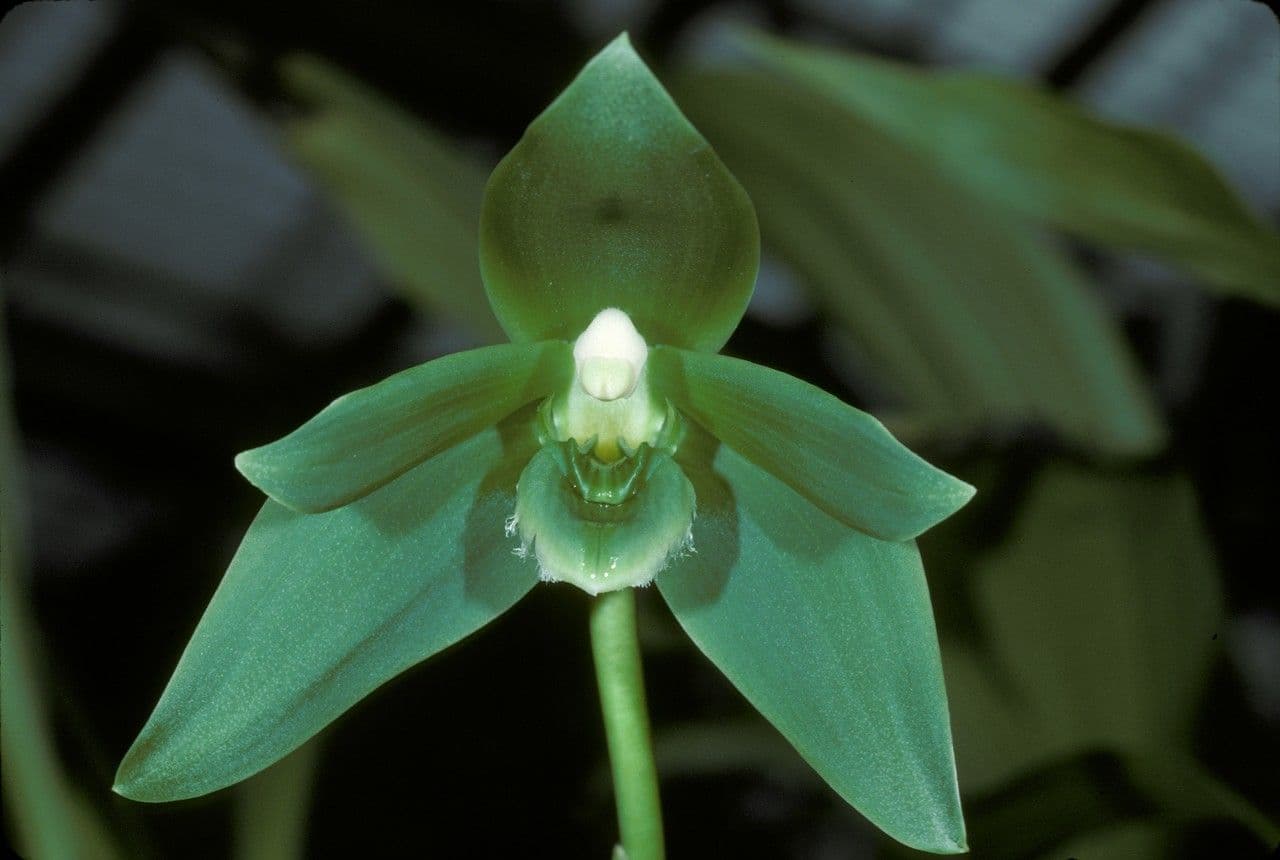 Sudamerlycaste