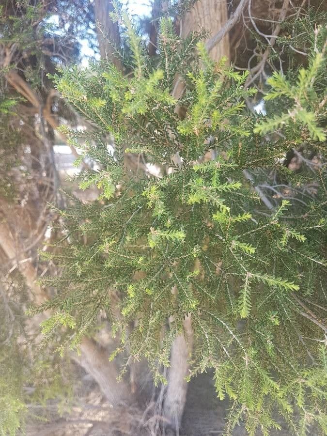 Melaleuca 12