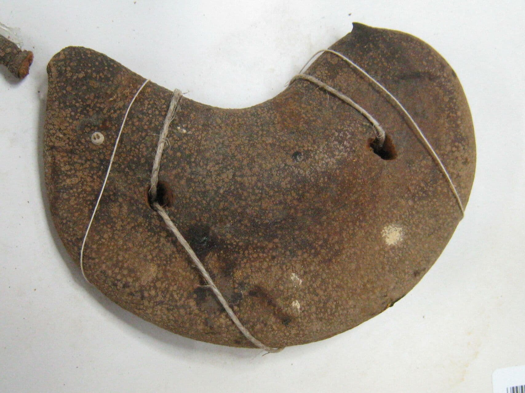 Aspidosperma 4