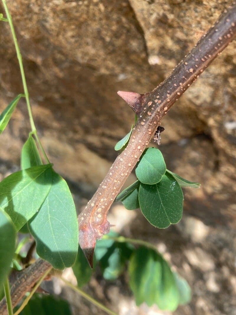Indaco bastardo 23