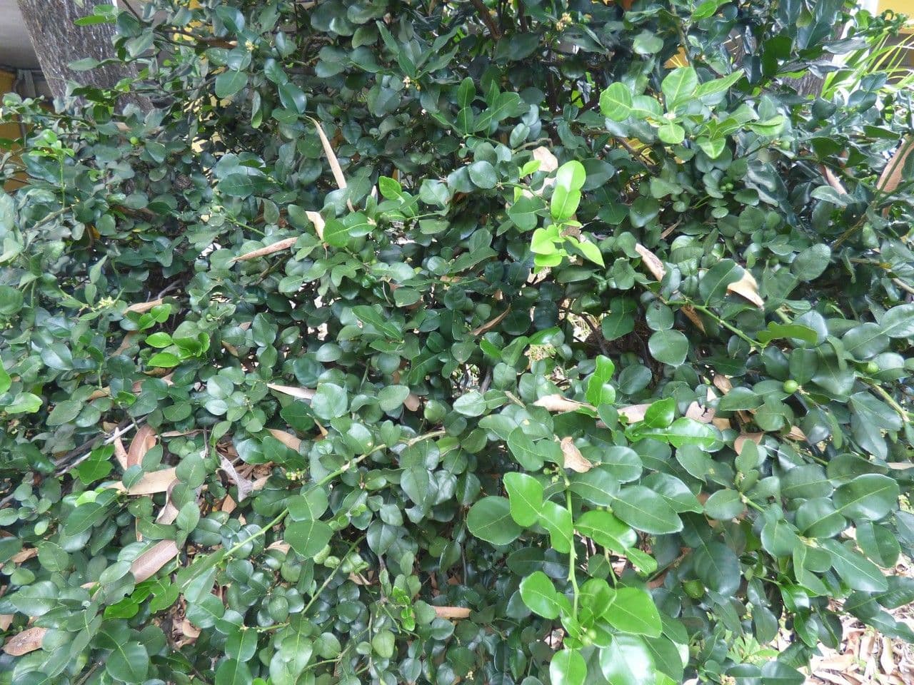 Combava 28