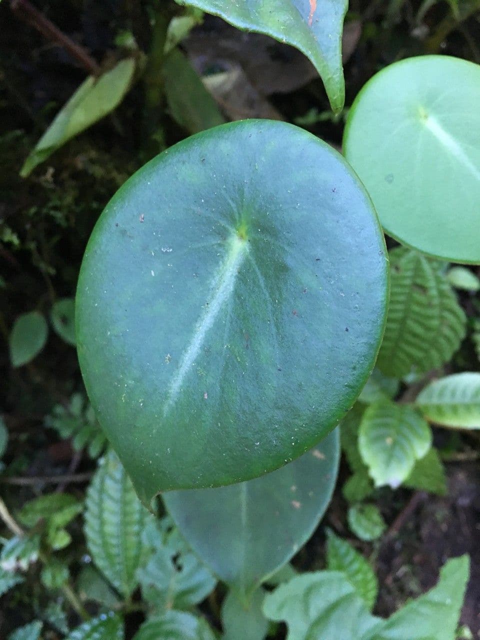 Korenka