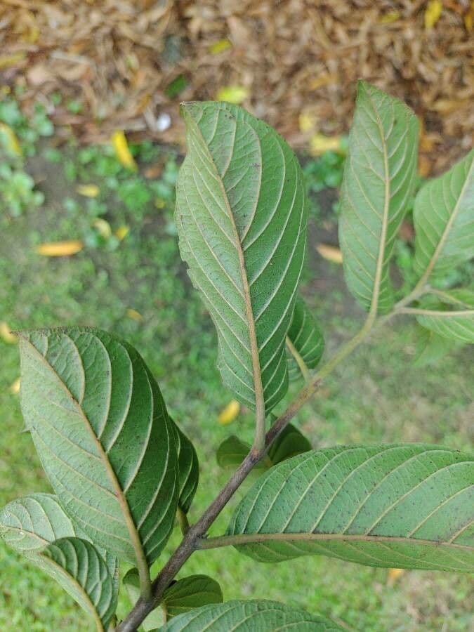 Physocalymma 7