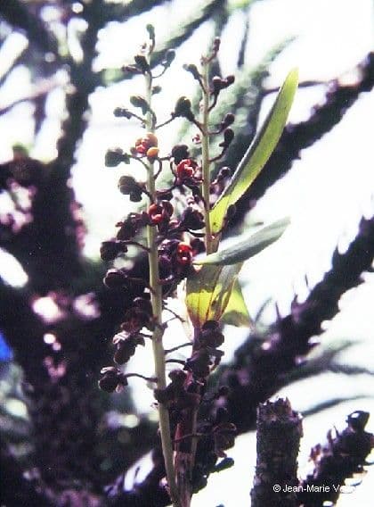 Dendrobium 8