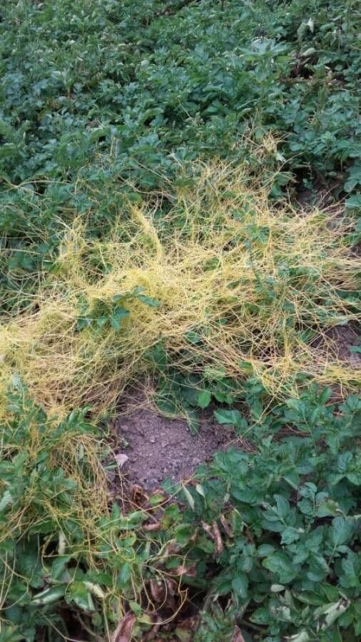 Cuscuta 20