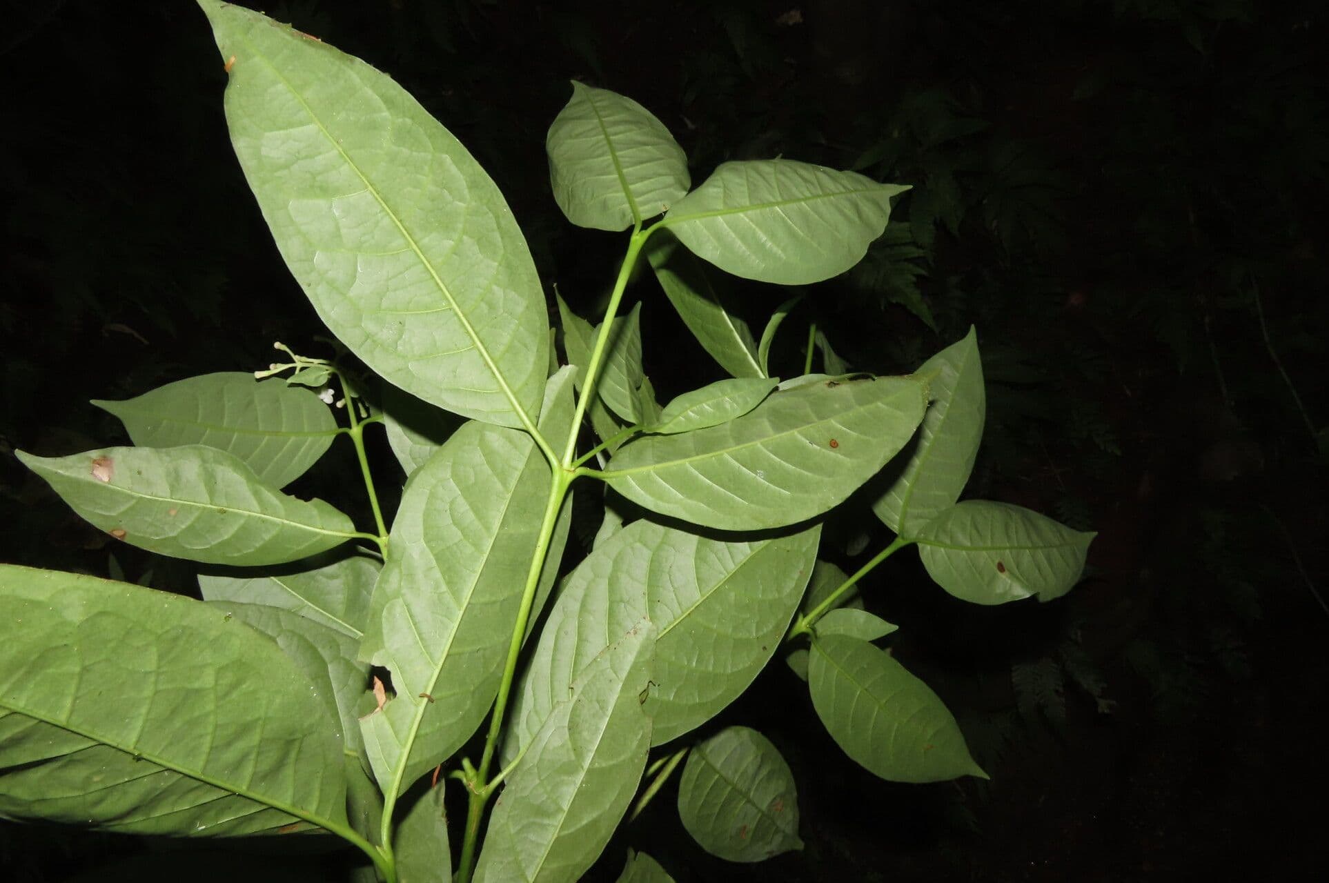 Chione venosa 13