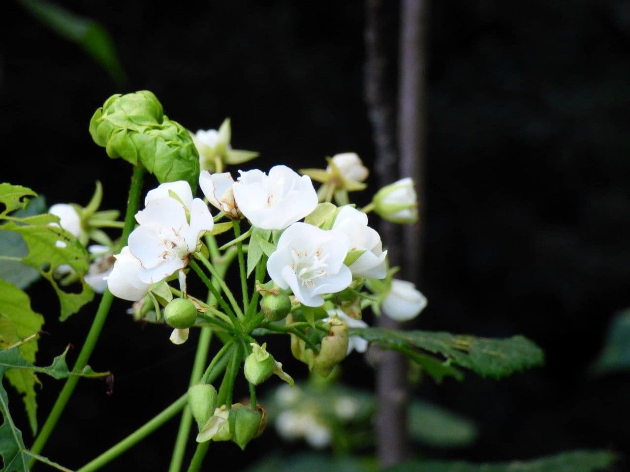Dombeya 8