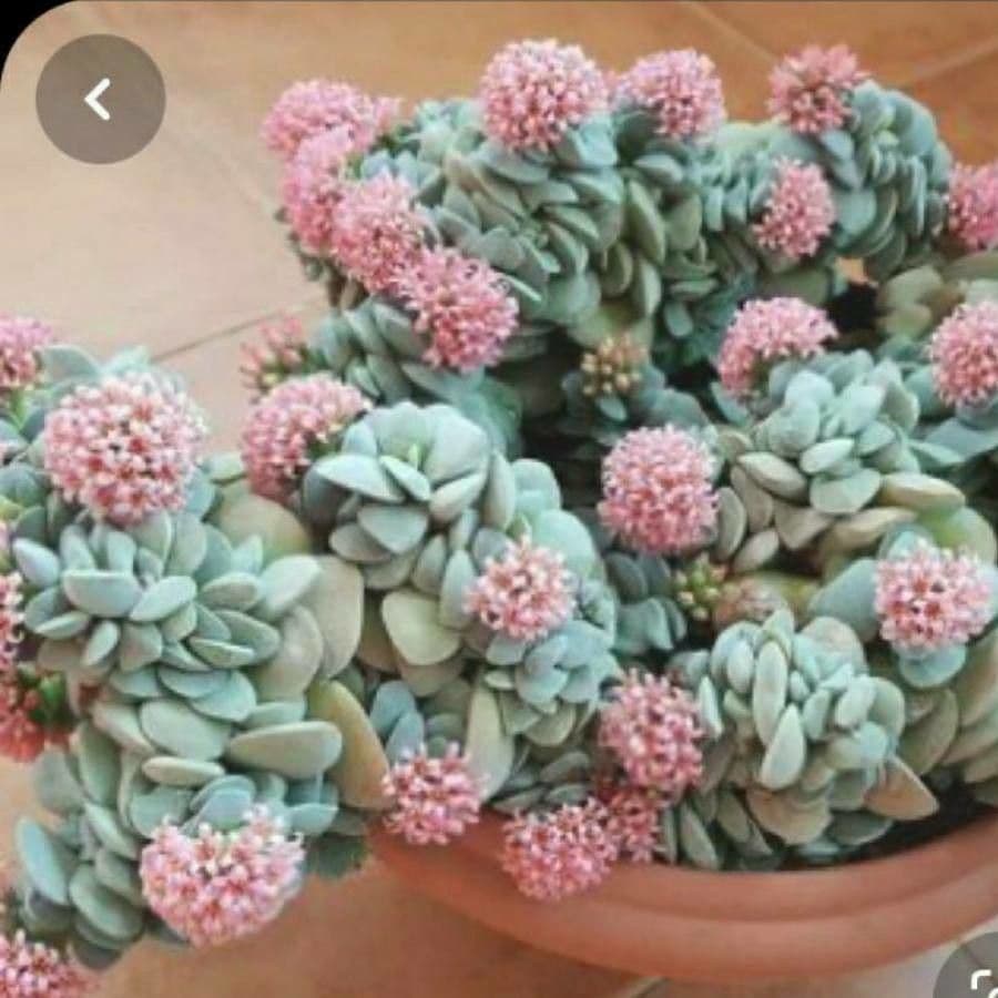 Crassula