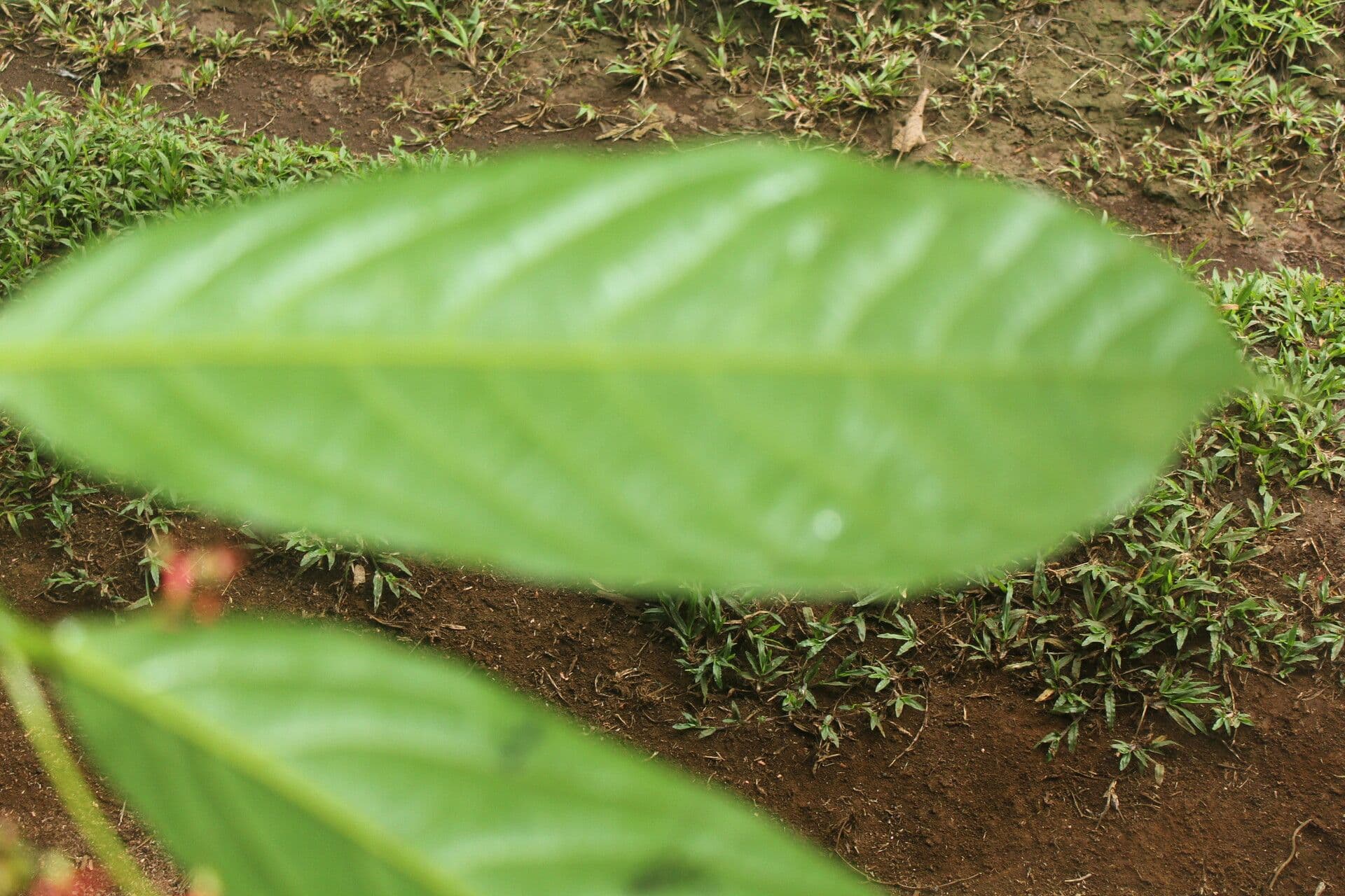 Ocotea atirrensis 9