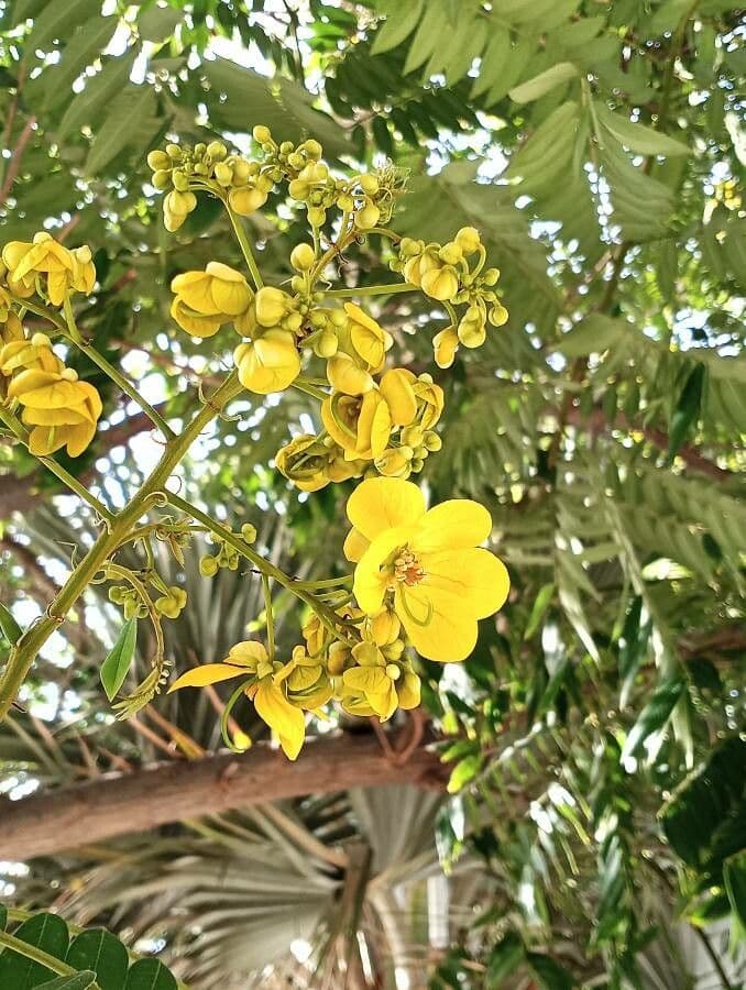 Senna petera 6